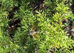 Trichiosoma triangulum