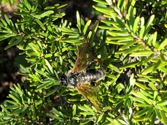 Trichiosoma triangulum