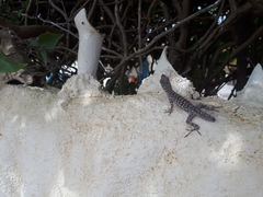 Anolis bonairensis