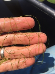 Potamogeton confervoides