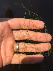 Potamogeton confervoides