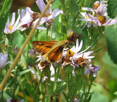 Ochlodes sylvanoides omnigena