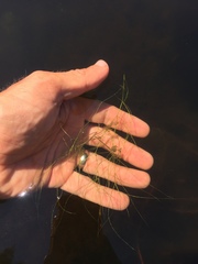 Potamogeton confervoides