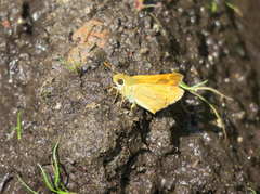 Ochlodes sylvanoides omnigena