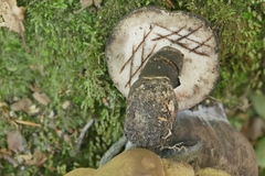 Tylopilus atronicotianus