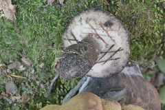 Tylopilus atronicotianus