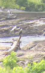 Haliaeetus leucocephalus