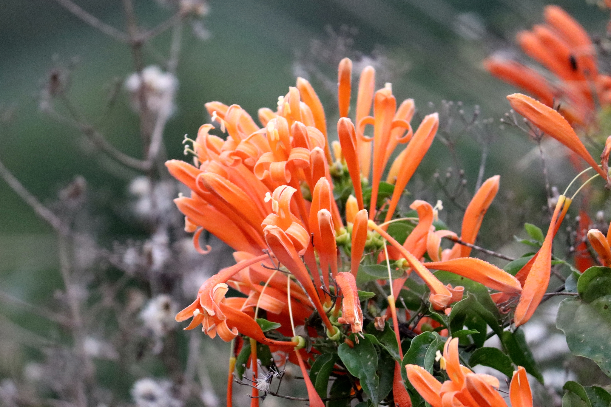 Pyrostegia venusta