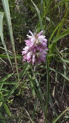 Monarda citriodora