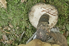 Tylopilus atronicotianus