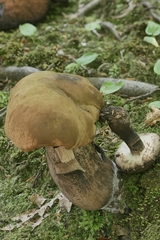 Tylopilus atronicotianus