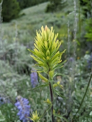 Castilleja cervina