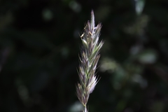 Leymus innovatus