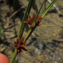 Cladium mariscoides