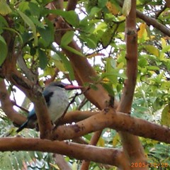 Halcyon senegalensis
