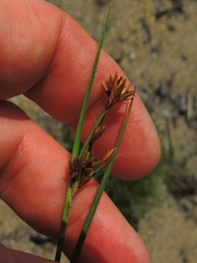 Cladium mariscoides