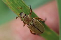 Macrodactylus angustatus