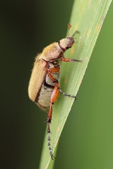 Macrodactylus angustatus