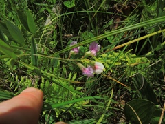 Lathyrus palustris