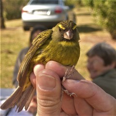 Crithagra scotops umbrosa