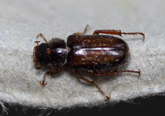 Dichelonyx pusilla