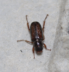 Dichelonyx pusilla