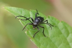 Typocerus lugubris