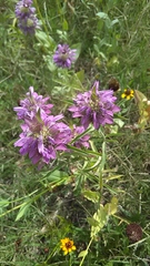 Monarda citriodora