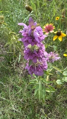Monarda citriodora