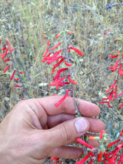 Penstemon centranthifolius