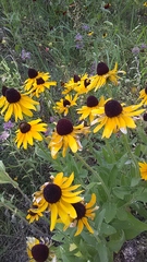 Rudbeckia hirta