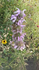 Monarda citriodora