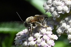 Svastra obliqua expurgata