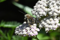 Svastra obliqua expurgata