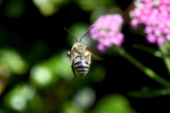 Svastra obliqua expurgata