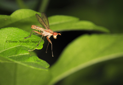 Tetanocera plebeja