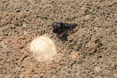 Ebrietas anacreon anacreon