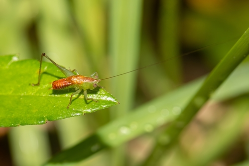 Tettigoniidae image