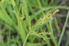 Cyperus iria
