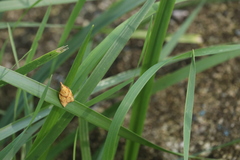 Cenopis reticulatana