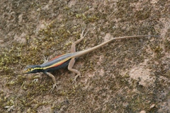 Tropidurus melanopleurus
