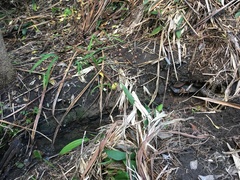Crocosmia × crocosmiiflora