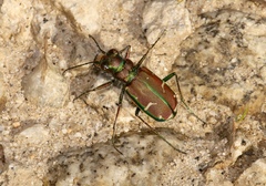 Cicindela limbalis