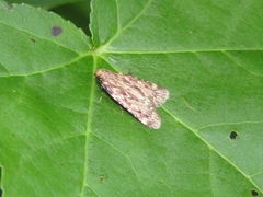 Aglossa