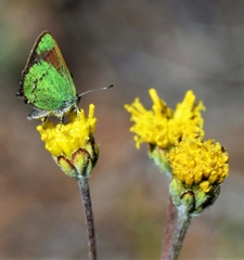 Callophrys affinis apama