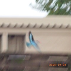 Halcyon senegalensis