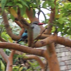 Halcyon senegalensis