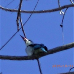 Halcyon senegalensis