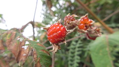 Rubus lineatus