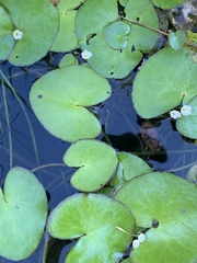 Nymphoides hydrophylla